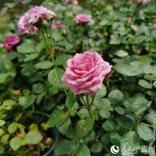 花溪公园月季展， 百年庆典添色彩