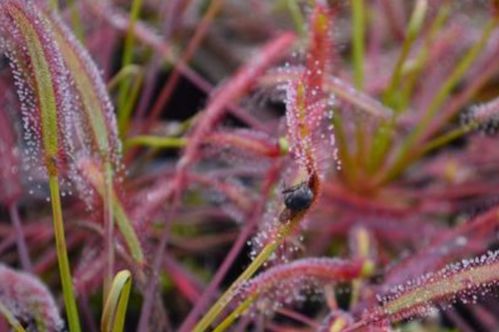 特殊功嫩：捕食昆虫的秘密