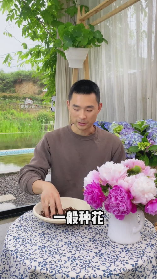 碗莲种子怎么种植在家庭小花园里？