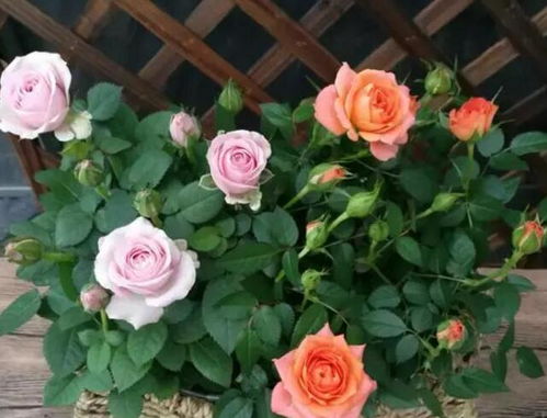 生长旺盛的时期