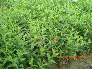 种植多多的地方