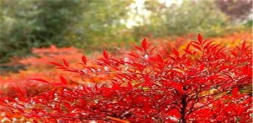 北方花灌木的五彩斑斓