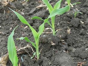 嗪草酮的除草原理