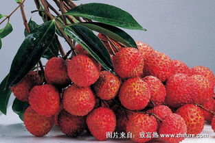 “请问不同品种的荔枝成熟时间分别是哪个月份上市