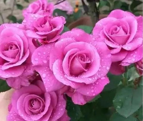 印象月季：蓝紫色花朵， 大气磅礴