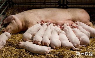 母猪乳腺发育：阶段、激素、营养