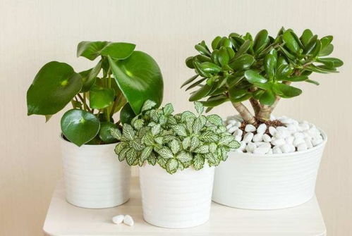 罗汉松， 收集种子，浸泡催芽，适合在十月初播种