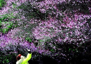 抵御倒春寒的花卉种植技巧