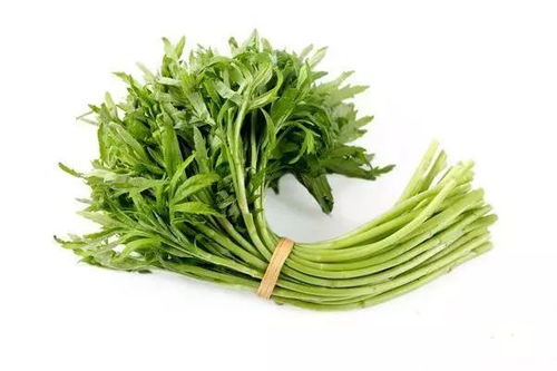 芦蒿喜湿耐肥，适应性强