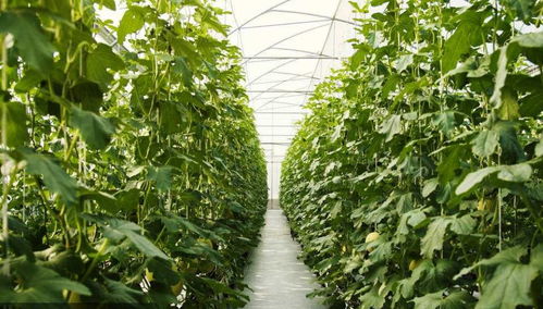 露天甜瓜种植中，如何通过整枝打杈和摘心技术实现高效留瓜