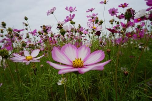 在家种活九月花卉：市政局数据揭秘，本地品种耐造