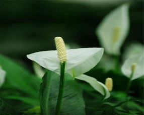 白掌养殖技巧有哪些？如何让白掌生长更旺盛