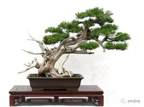 浇水要讲究方法