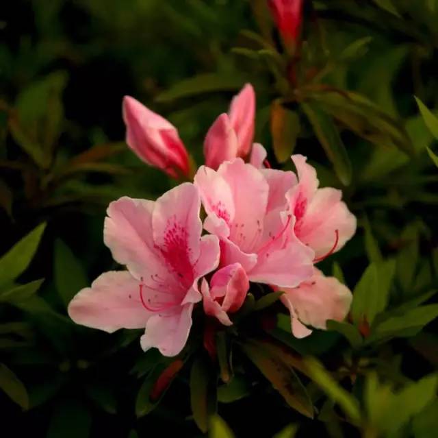 中国十大名花的千年花文化清单揭秘