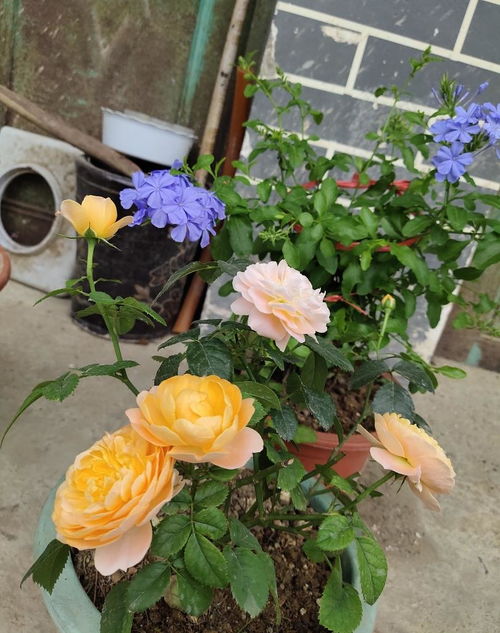 海德花园月季：耐阴的绝代佳人