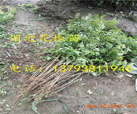 雷区一：浇水太勤， 苗子反而萎了