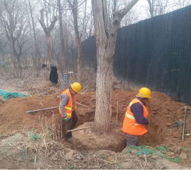 园林苗木移栽后的生根技巧分享