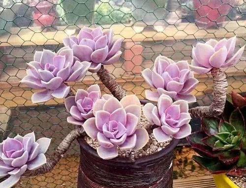 紫梦的渐变效果