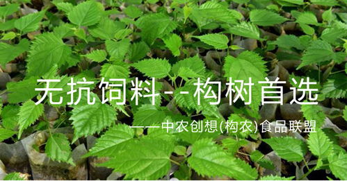 半边黄后，经济价值潜力巨大