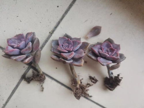 紫乐养殖的乐趣与挑战