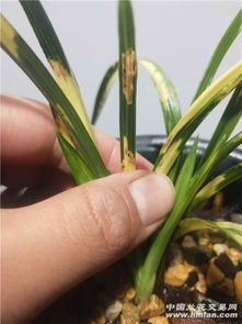 兰花芽少苞小？快速增芽大苞秘籍！