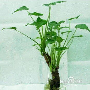 “太阳照耀下的滴水观音，这种现象是如何形成的呢
