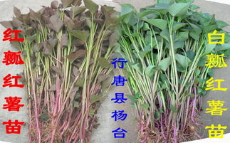 红薯田里的杂草烦恼，乙草胺Neng帮大忙吗？