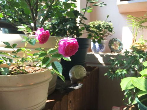 虫害防治， 月季花的健康守护