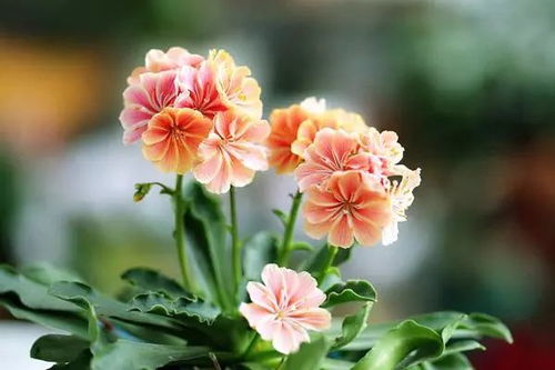 光照：缘罗花的阳光伴侣