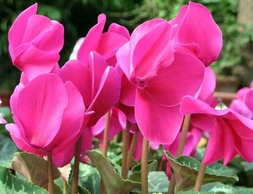 仙客来休眠后如何有效催芽，促进其快速发芽的方法有哪些