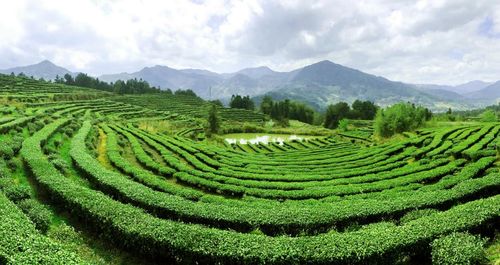 牛碾坪高山茶价格揭秘：寿宁茶叶一公斤多少钱？