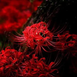 武汉的园艺达人用冰镇法，让9月20日种植的彼岸花提前7天开花，花瓣直径增加2cm。