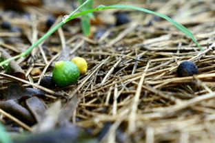 柏树的栽种时机