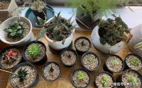 室内植物黄叶了是浇水过多还是施肥不当