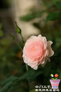 冬季修剪， 埋肥保暖