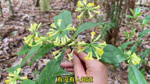 地丁草高清图，这株植物你认识吗