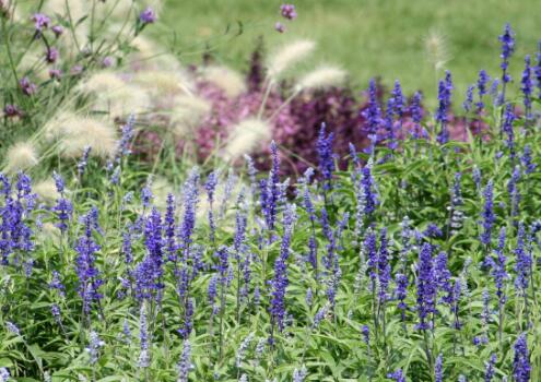 春日播种，夏享绿意