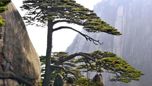 不同规格的黑松树价格大揭秘