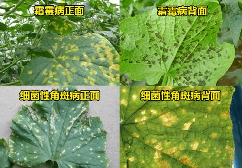 三、田间验证数据