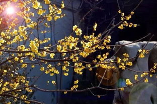 夜莲绽放，花蕊藏秘密