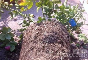 方案三：园土与泥炭的完美结合