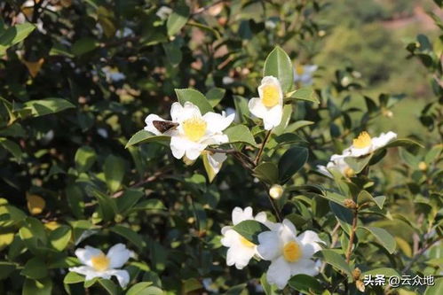 2. 陈年种子坑死人