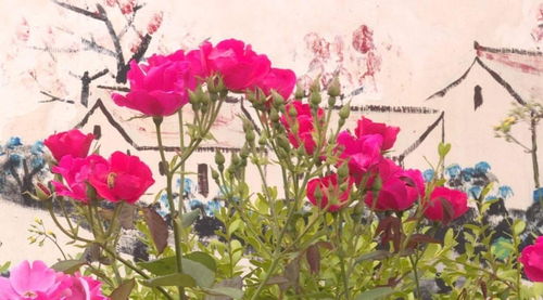 月季花：美丽乡村的花草秘籍