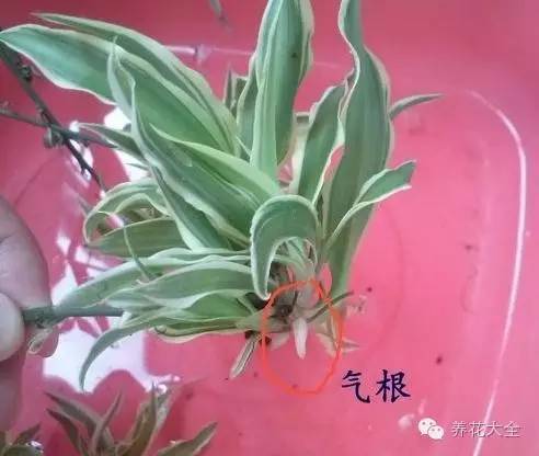 枝条水插， 生根又快又美