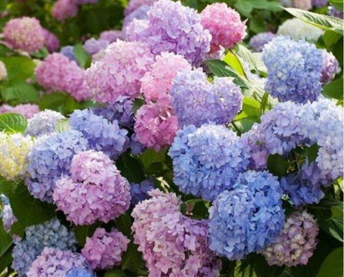 绣球种植季节大揭秘