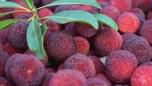 杨梅种植的气温要求