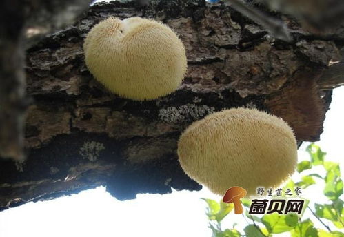 猴头菇栽培管理：掌握适宜的温度、湿度和光照