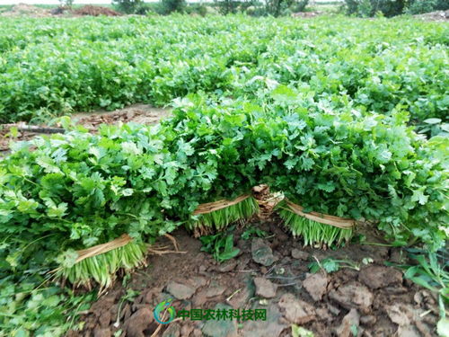 四、芫荽：春天的绿意