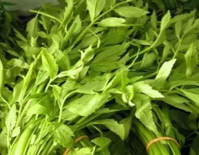 水芹与毒芹如何区分？牢记这些关键特征