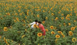 国庆花绽放， 市政绿化省钱大法